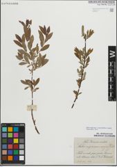 Foto von Salix myrsinifolia Salisb. x Salix repens L.
